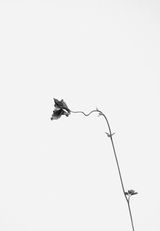 Aquilegia vulgaris Alpen-Akelei by Peter Mathis contemporary artwork photography