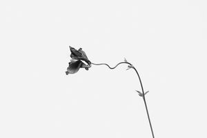 Peter Mathis