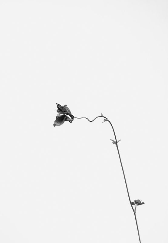 Aquilegia vulgaris Alpen-Akelei by Peter Mathis contemporary artwork Photography