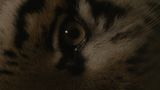 The Haunted by Saodat Ismailova contemporary artwork moving image