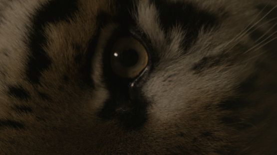 The Haunted by Saodat Ismailova contemporary artwork Moving Image