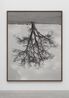 Oak Banford by Rodney Graham contemporary artwork Photography
