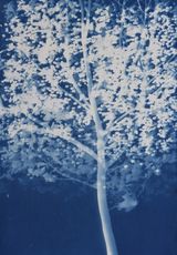 Herbarium Blue Crabapple M. spectabilis 11 by Zhang Dali contemporary artwork photography sculpture