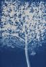 Herbarium Blue Crabapple M. spectabilis 11 by Zhang Dali contemporary artwork Sculpture