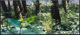 From a bees perspective by Azade Koker contemporary artwork painting photography print sculpture works on paper
