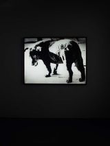 Lightbox Stray Dog Misawa by Daido Moriyama contemporary artwork mixed media photography sculpture
