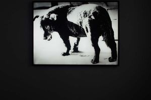 Daido Moriyama