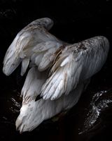 Diving Pelican by Anastasia Samoylova contemporary artwork photography print