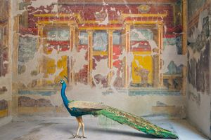 Karen Knorr