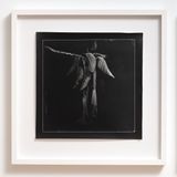 Scopolamine from Brugmansia by Joyce Campbell contemporary artwork photography