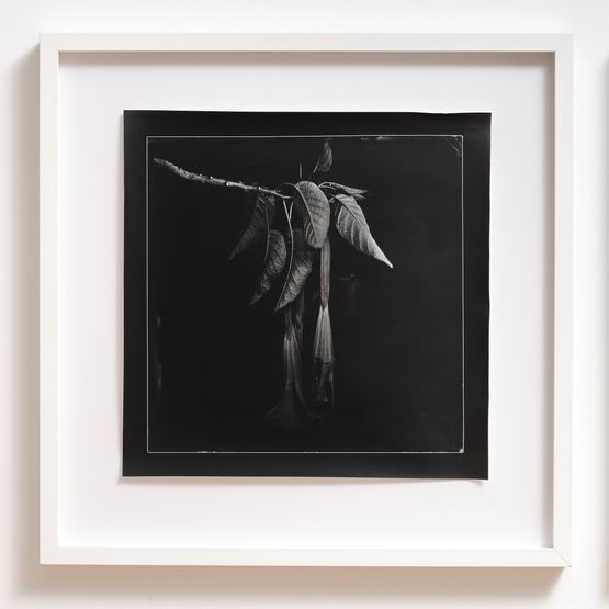 Scopolamine from Brugmansia by Joyce Campbell contemporary artwork Photography