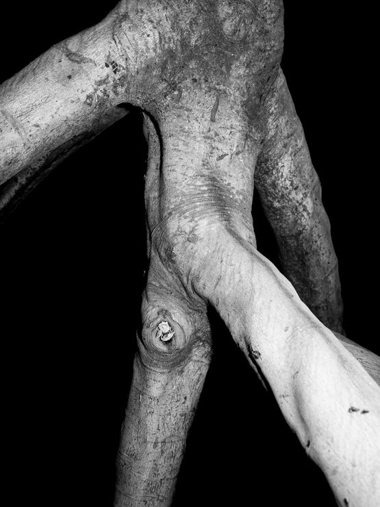 Nocturnal 01 by Rusty Fox contemporary artwork Print