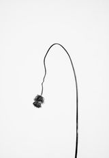 Carduus defloratus 2 Bergdistel 2 by Peter Mathis contemporary artwork photography print