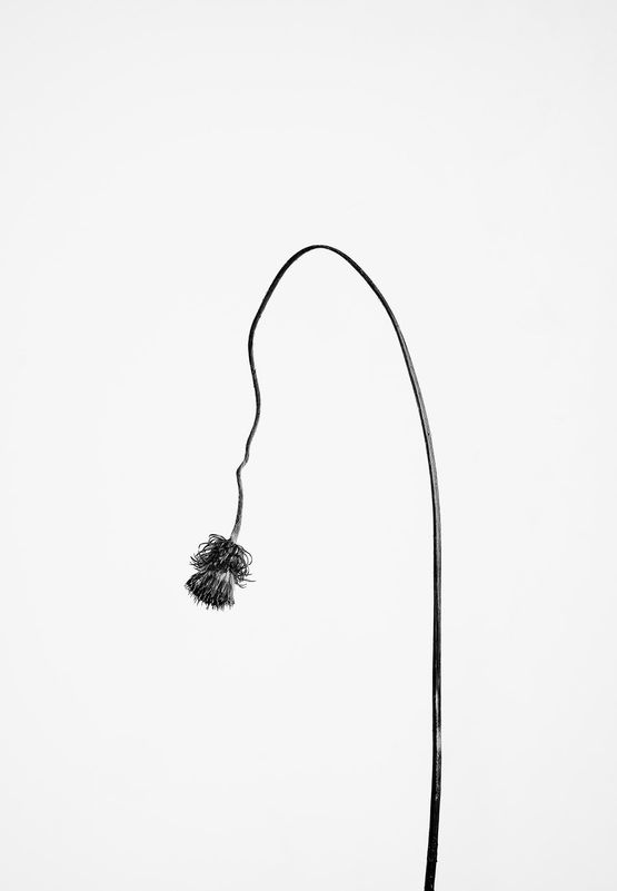 Carduus defloratus 2 Bergdistel 2 by Peter Mathis contemporary artwork Photography