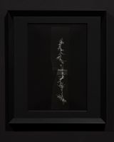 Root System Collage Process Study by Joyce Campbell contemporary artwork photography