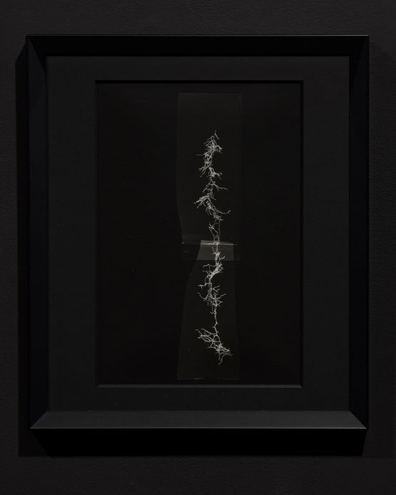 Root System Collage Process Study by Joyce Campbell contemporary artwork Photography
