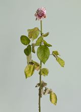 Untitled 06 from the series Rose is a rose is a rose by Heeseung Chung contemporary artwork photography