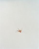 Sadakos paper cranes of prayer Hiroshima by Tomoko Yoneda contemporary artwork photography