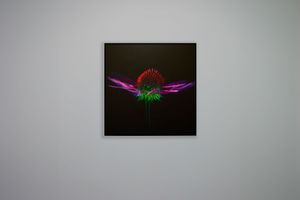 Laurent Grasso