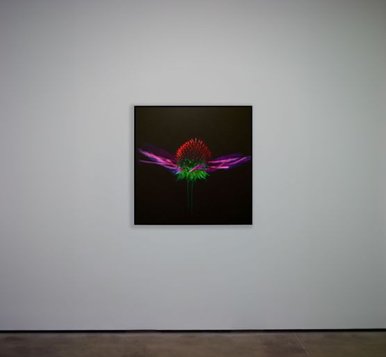 Future Herbarium by Laurent Grasso contemporary artwork Sculpture