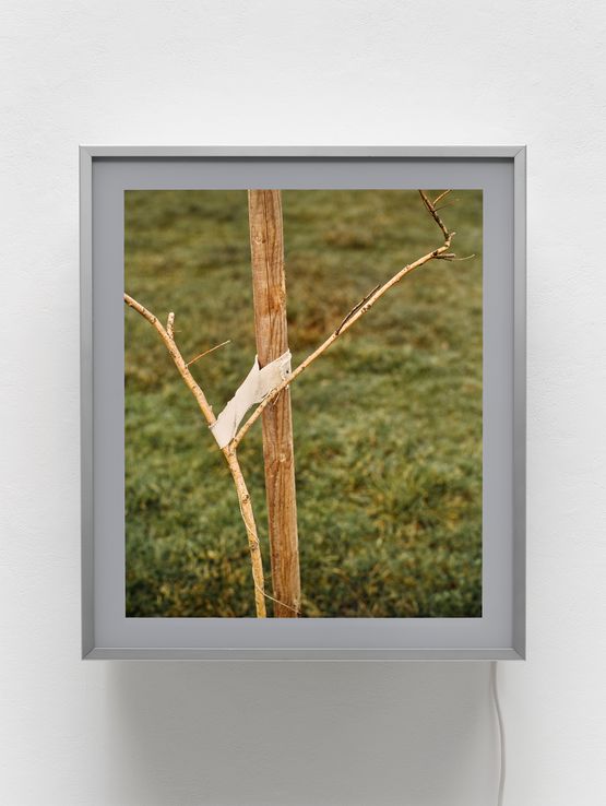 Sapling by Jeff Wall contemporary artwork Photography