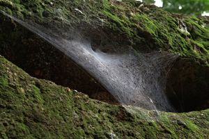 Tanatchai Bandasak