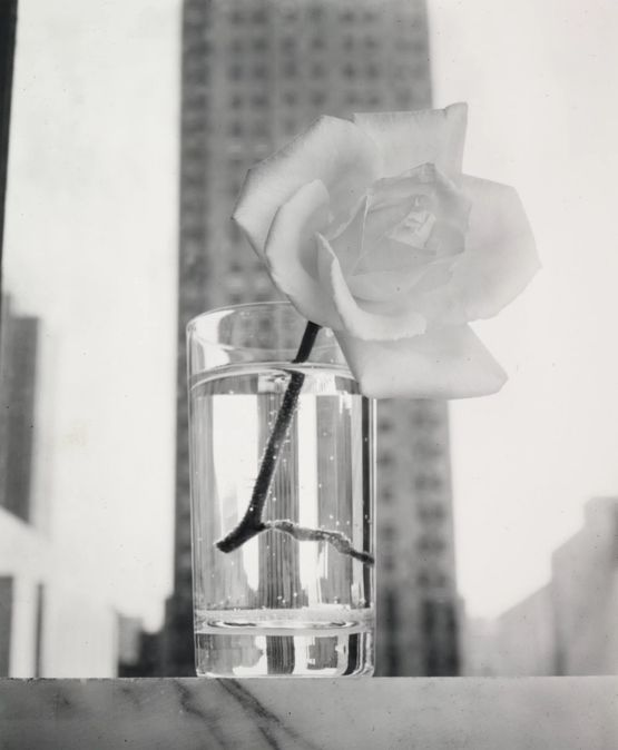 Vogue Cover - Rose by Irving Penn contemporary artwork Sculpture