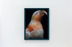 Kaka kura Nestor meridionalis septentrionaliscolour morph Rangataua Tongariro collection ofthe Museum of New Zealand Te Papa TongarewaOR. 001127 Te Whanganui-a-Tara WellingtonAotearoa New Zealand by Fiona Pardington contemporary artwork Print