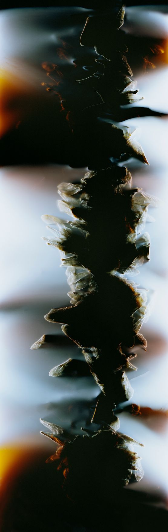 Bruissement 14 by Anne Noble contemporary artwork Photography