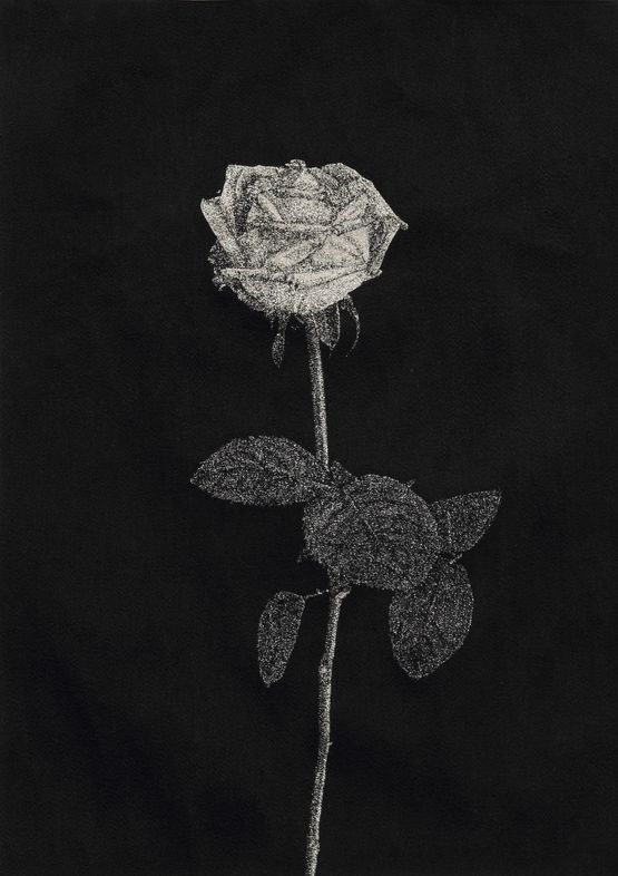 Roses 66 by Aoyama Satoru contemporary artwork Mixed Media