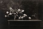 Still life in my garden shed by Don Mccullin contemporary artwork Photography