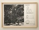 Cut off Plan The Tree by The Estate of Katsuro Yoshida contemporary artwork Works on Paper