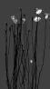 White Winds by Michal Rovner contemporary artwork Moving Image