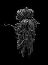 Black Imago 170823 by Zo Sunhi contemporary artwork print