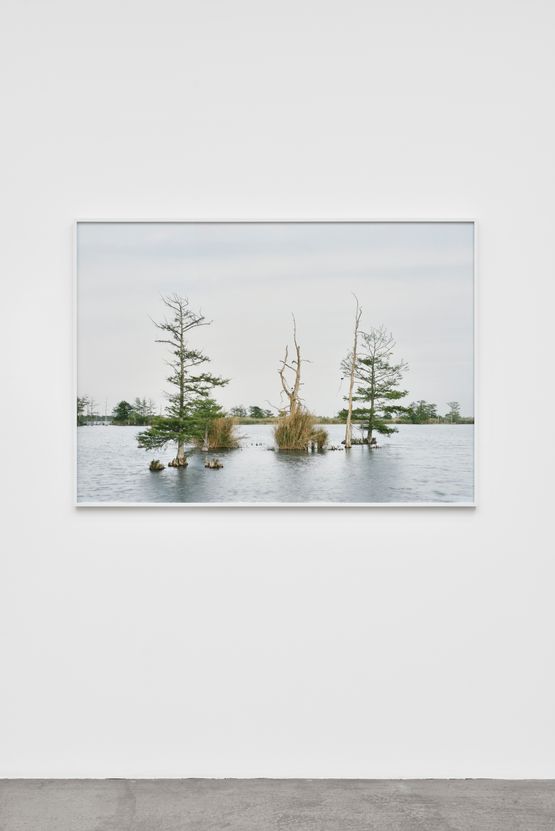 Fragment I Swamp April 17 Venice Louisiana from The Silent General by An-My Le contemporary artwork Photography