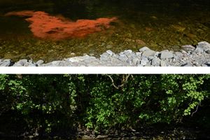 Andy Goldsworthy