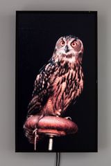 Male Eurasian Eagle Owl Big Bird by Diana Thater contemporary artwork installation moving image
