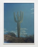 Untitled Cactus by Daniel Gustav Cramer contemporary artwork print