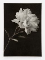 Peony by Don Brown contemporary artwork painting works on paper