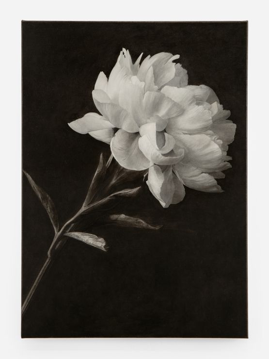 Peony by Don Brown contemporary artwork Painting