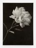 Peony by Don Brown contemporary artwork Painting