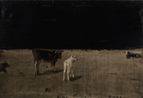 Untitled Calves by Joe Andoe contemporary artwork Painting