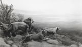 Lion by Hiroshi Sugimoto contemporary artwork photography