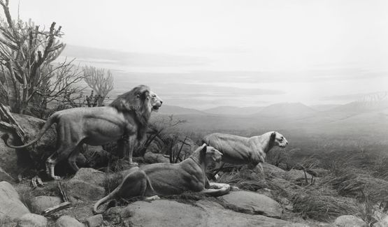 Lion by Hiroshi Sugimoto contemporary artwork Photography
