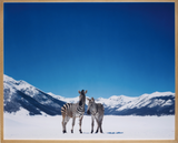 Untitled zebras by Paola Pivi contemporary artwork painting