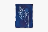 Weed by Tue Greenfort contemporary artwork works on paper