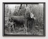 Eighteenth beast by Gerard Byrne contemporary artwork photography