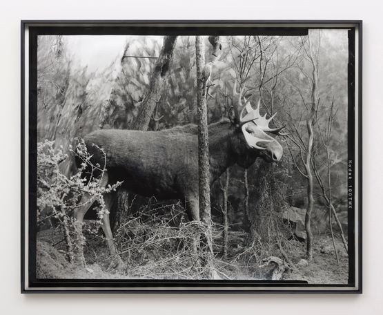 Eighteenth beast by Gerard Byrne contemporary artwork Photography