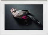 Weiohrturako Turaco leucotis Leibniz IZW Berlin by Thomas Struth contemporary artwork print