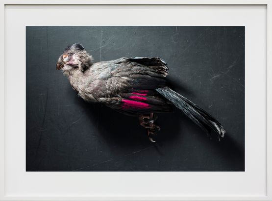 Weiohrturako Turaco leucotis Leibniz IZW Berlin by Thomas Struth contemporary artwork Print